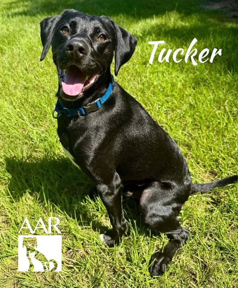 Tucker thumbnail 2