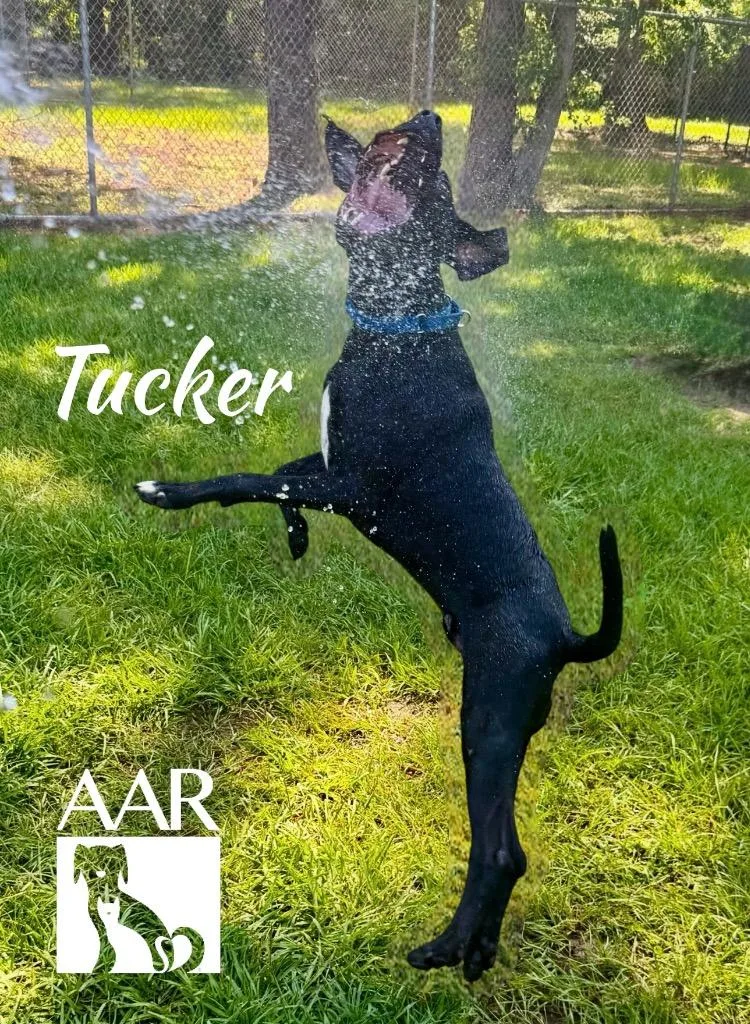 Tucker thumbnail 3