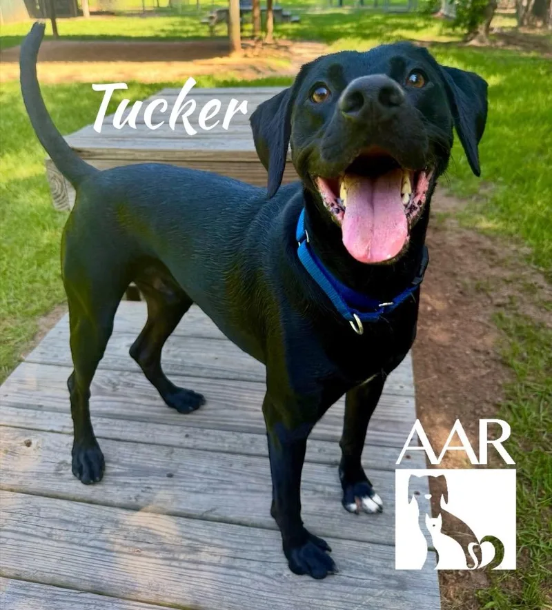 Tucker thumbnail 4