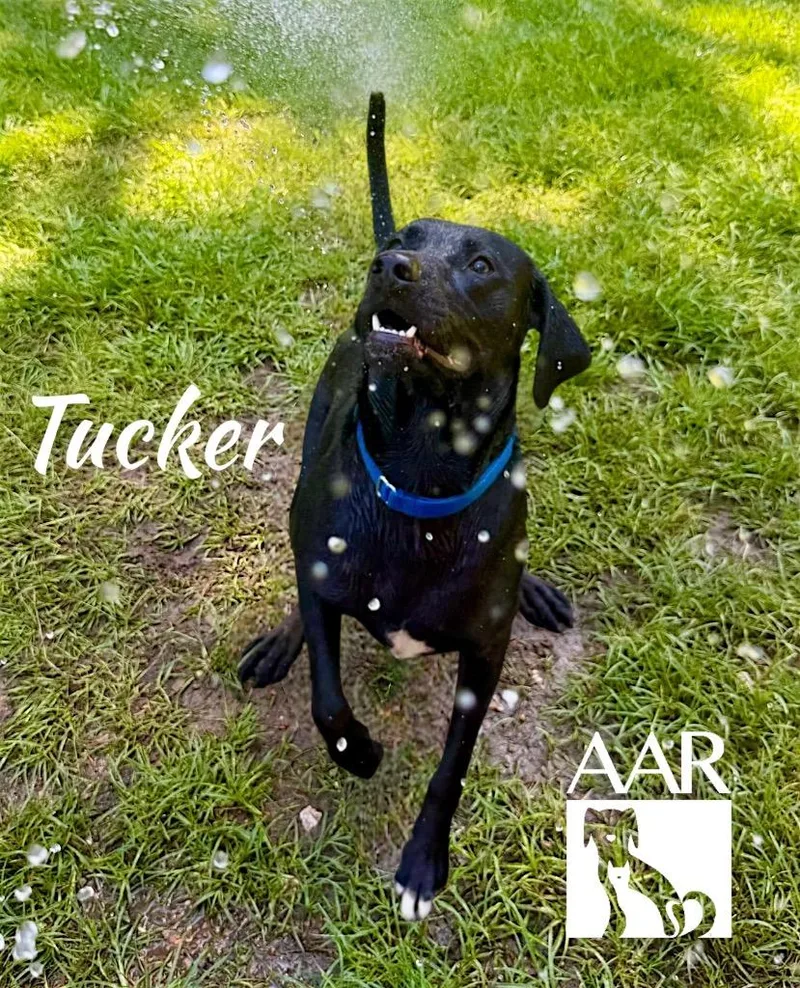 Tucker thumbnail 5