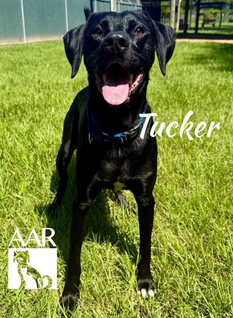 Tucker thumbnail 6