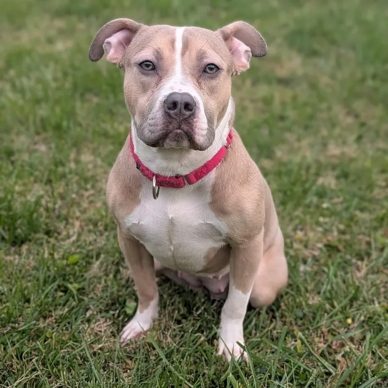 A young medium-sized female Yellow / Tan / Blond / Fawn American Bulldog dog named Nala Dreamland for adoption in Baltimore, MD