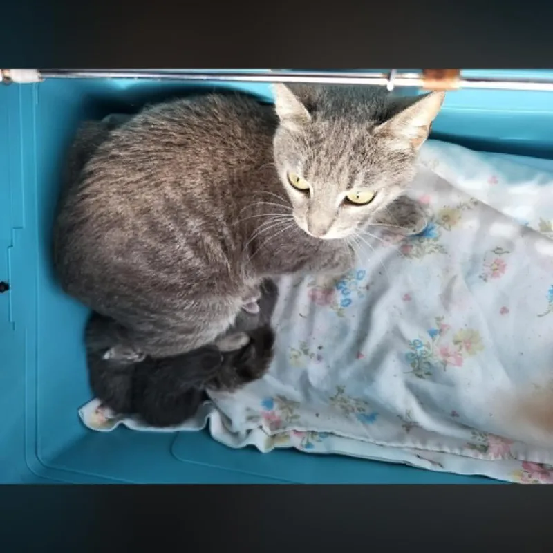 A young small-sized female Domestic Short Hair cat named Cherry for adoption in Pasadena , MD