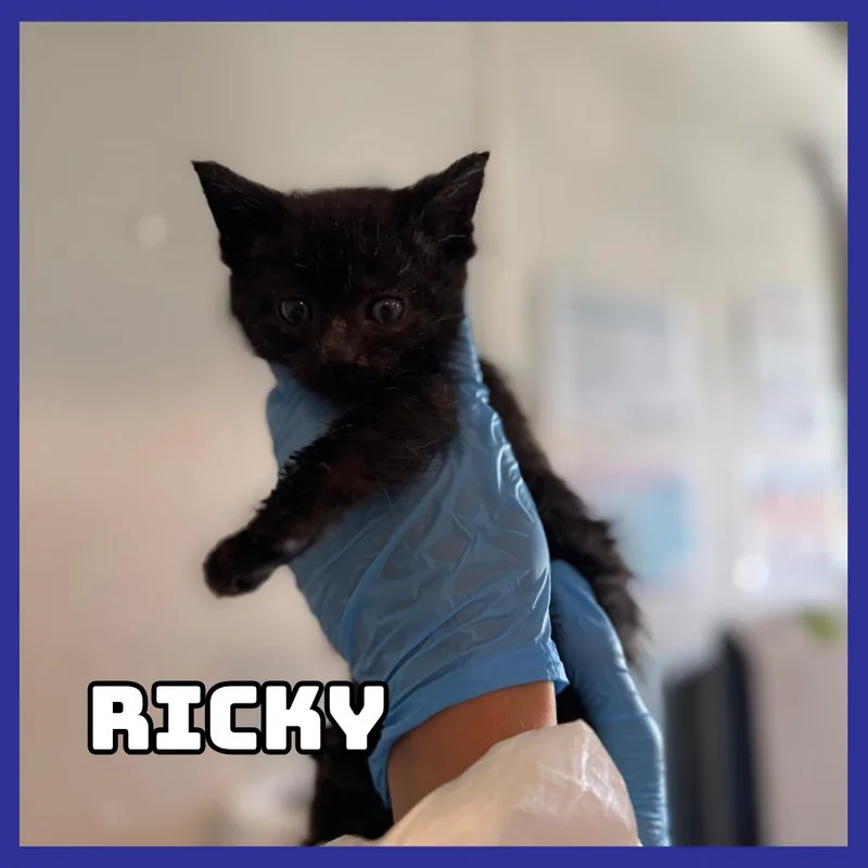 A baby small-sized male Black Domestic Short Hair cat named Ricky for adoption in Glenwood, MN