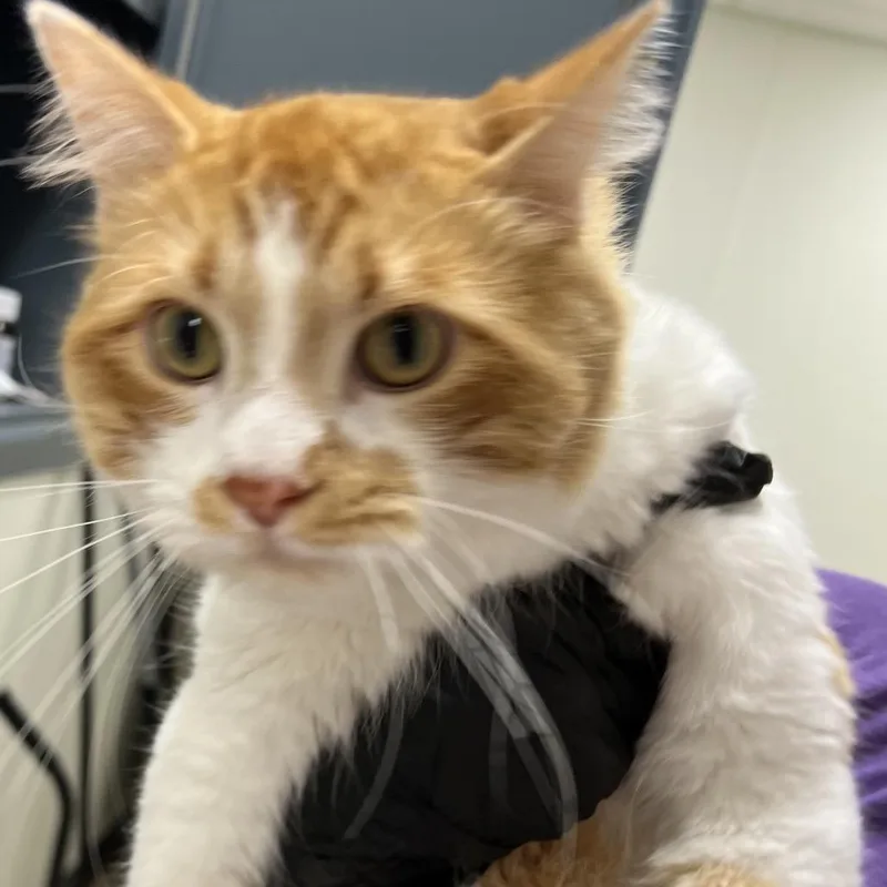 Mr Meows