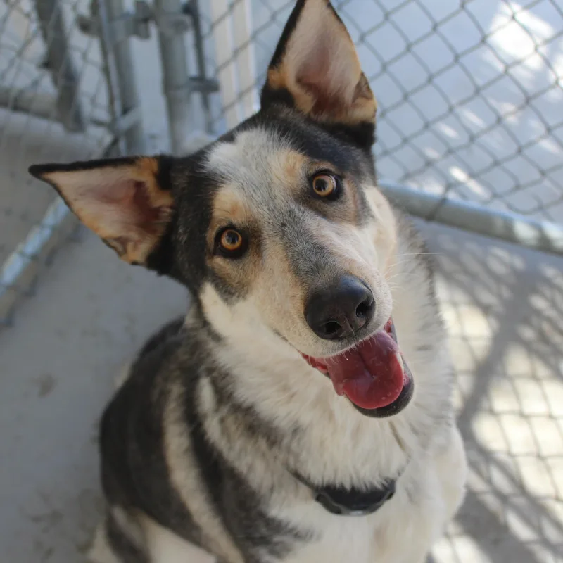 An adult large-sized female Tricolor (Brown, Black, & White) Husky dog named Bluey for adoption in Yucca Valley, CA