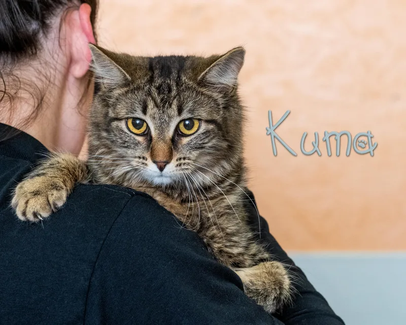 A young small-sized female Tabby (Brown / Chocolate) Domestic Short Hair cat named Kuma for adoption in Somerset, PA