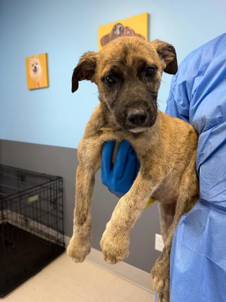 A baby medium-sized female Husky dog named Hazel for adoption in Culpeper, VA