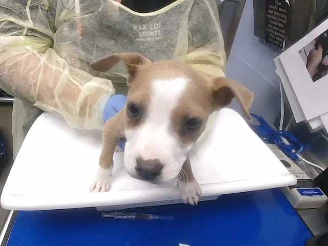 A baby small-sized female Pit Bull Terrier dog named Luna for adoption in Phoenix, AZ