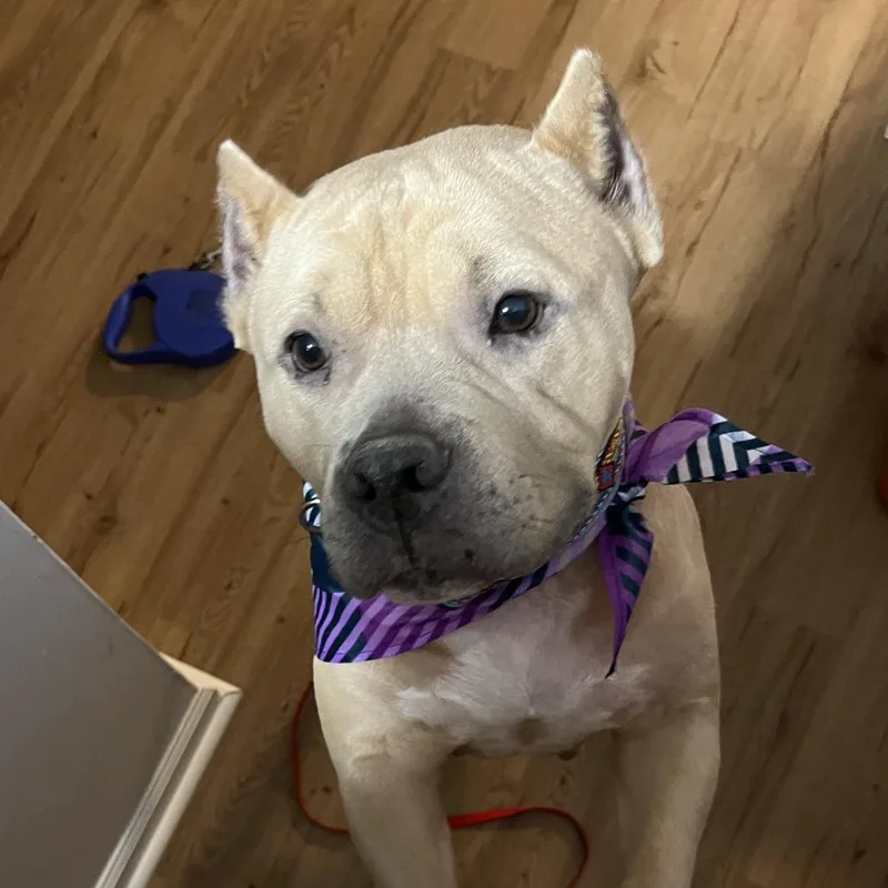 A senior large-sized female Yellow / Tan / Blond / Fawn Pit Bull Terrier dog named Eywa for adoption in Indianapolis, IN