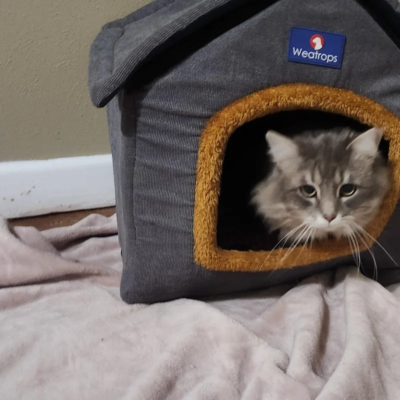 An adult large-sized male Gray / Blue / Silver Tabby cat named Gregory for adoption in Lubbock, TX