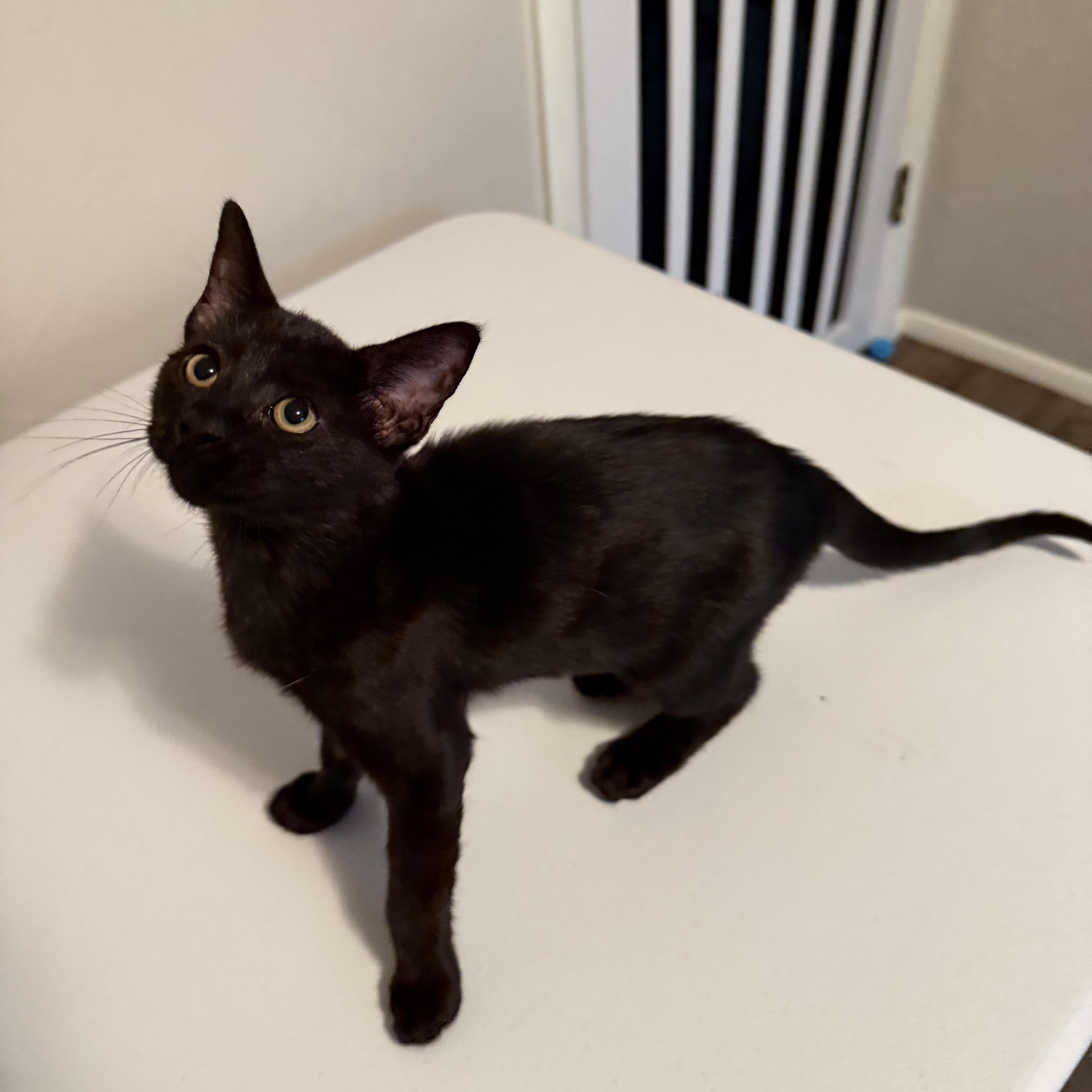 A baby medium-sized female Black Domestic Short Hair cat named Summer for adoption in Edmond, OK