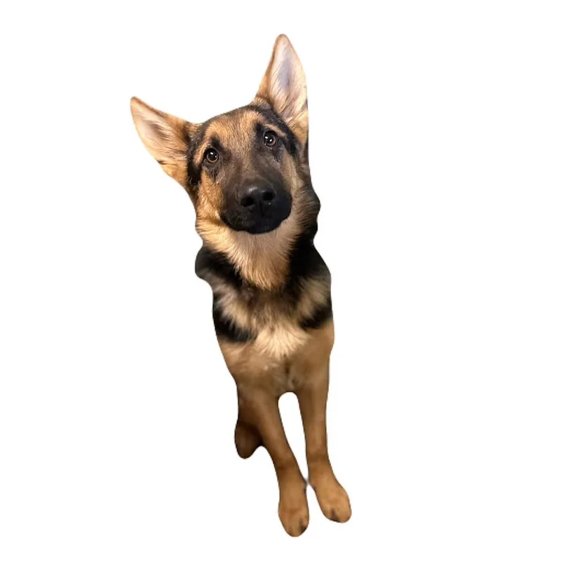 A young medium-sized male German Shepherd Dog dog named Kipland for adoption in Red Bluff, CA