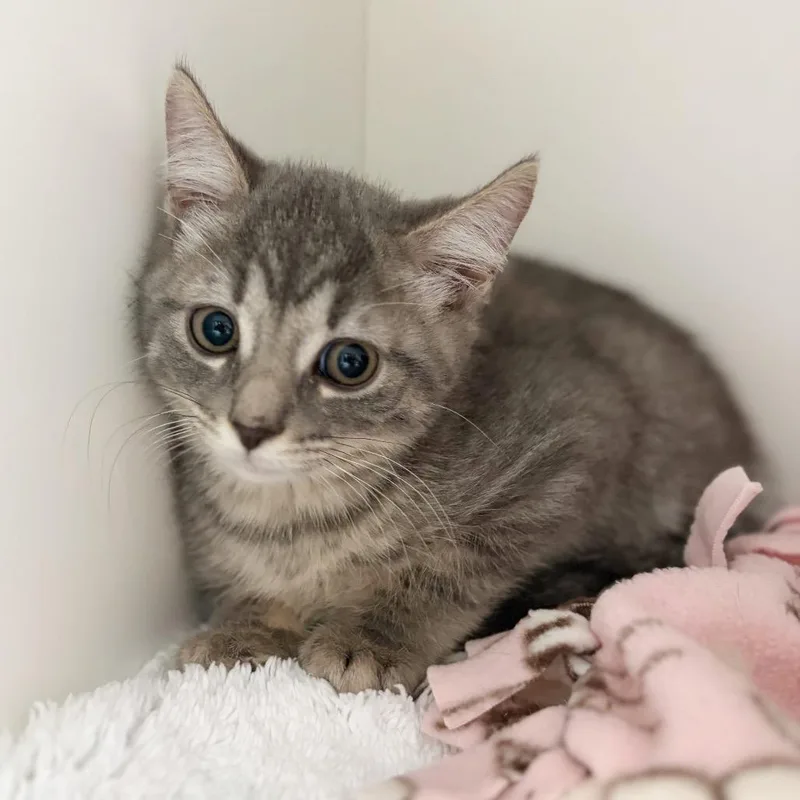 A baby small-sized male Domestic Short Hair cat named Stitch for adoption in Cumming, GA