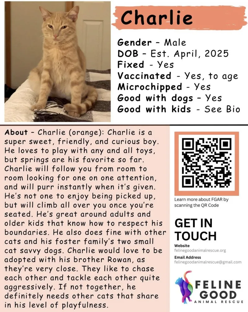 A young medium-sized male Tabby (Orange / Red) Domestic Short Hair cat named Charlie for adoption in Eugene, OR
