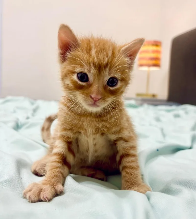 A baby medium-sized male Domestic Short Hair cat named Bob for adoption in Columbia, IL