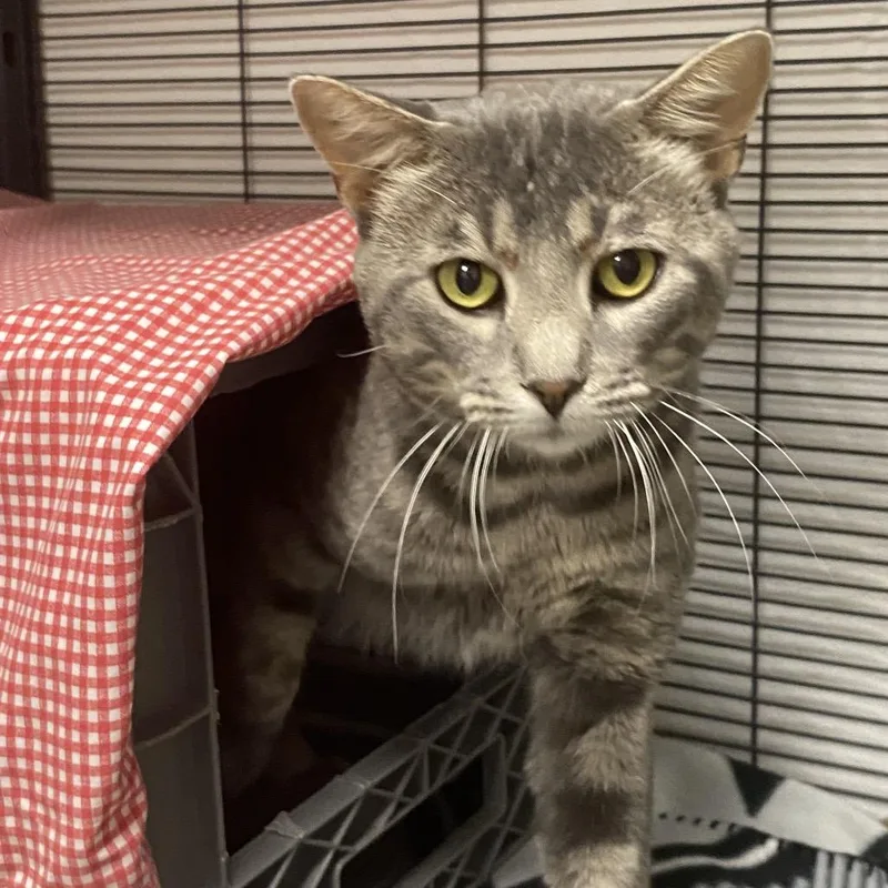 An adult large-sized male Gray / Blue / Silver Domestic Short Hair cat named Opossum for adoption in Norfolk, NE