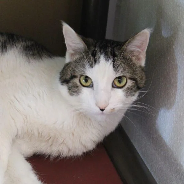 An adult medium-sized male Domestic Short Hair cat named Oreo for adoption in Des Moines, IA