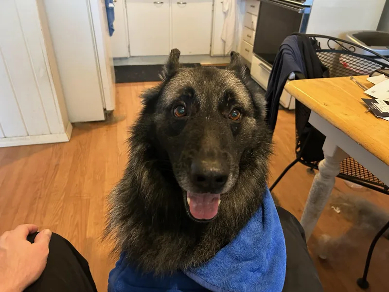 An adult large-sized male Tricolor (Brown, Black, & White) German Shepherd Dog dog named Bear for adoption in Huntley, IL