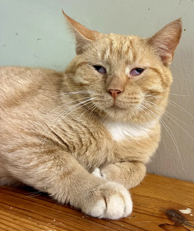 Peterbilt “pete” thumbnail 2