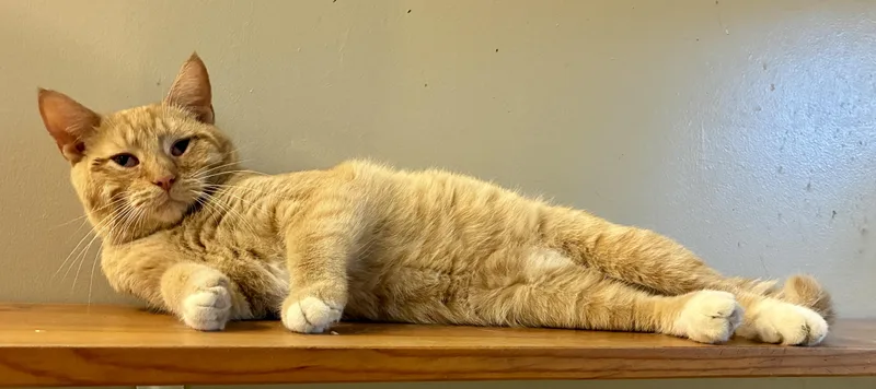 Peterbilt “pete” thumbnail 3