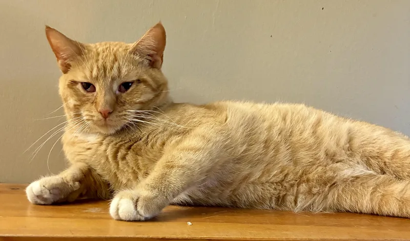 Peterbilt “pete” thumbnail 4