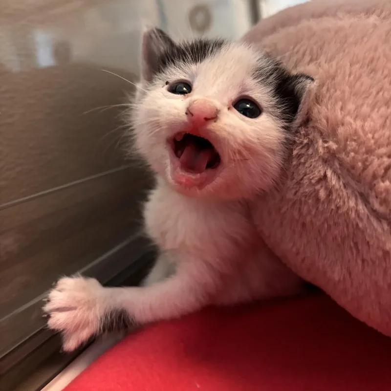 A baby small-sized female Domestic Short Hair cat named Cruella for adoption in Murray, UT