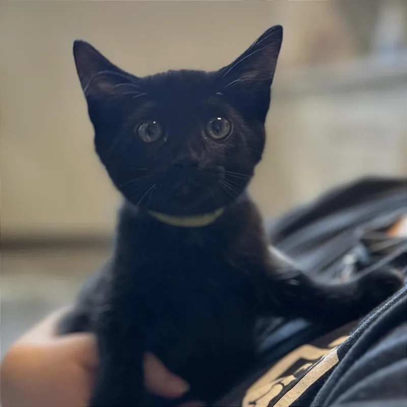 A baby small-sized male Black Domestic Short Hair cat named Pickles for adoption in Washington Township, OH
