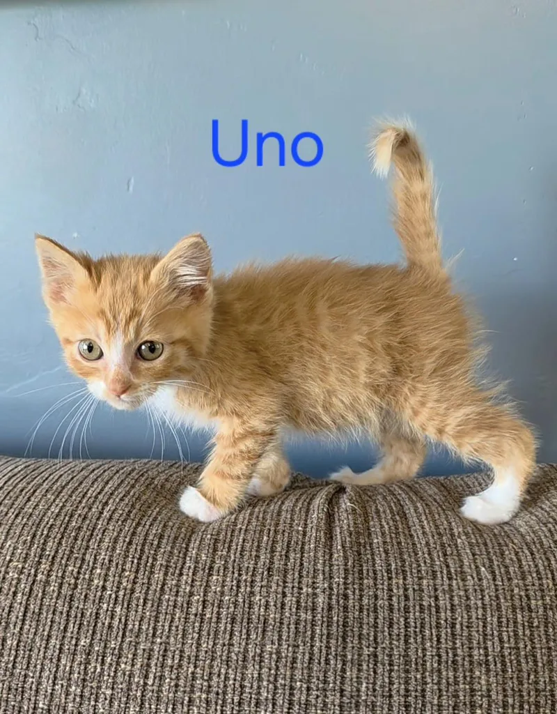 Uno thumbnail 3