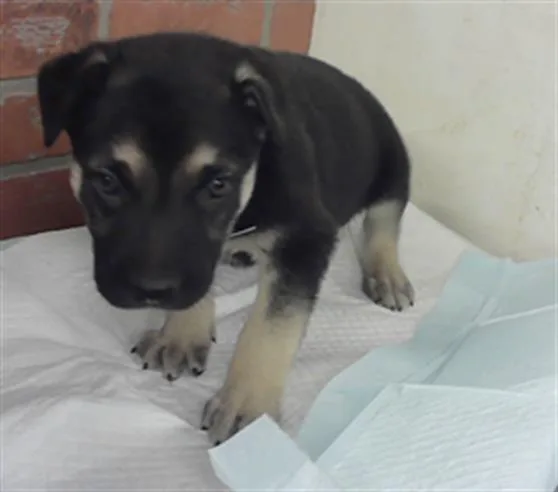 A baby small-sized male German Shepherd Dog dog named Moonshine for adoption in Houston, TX