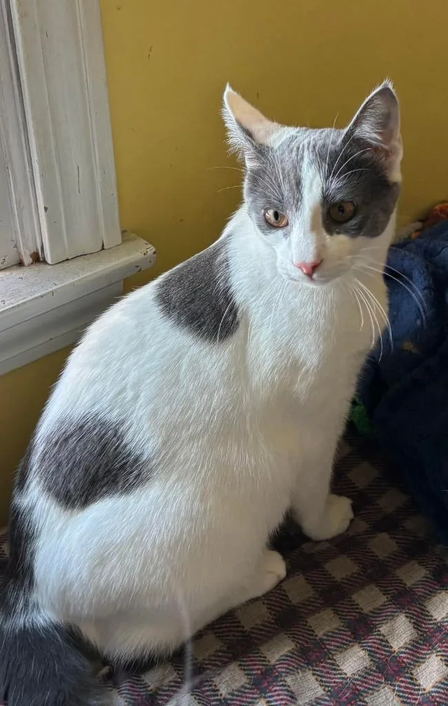 A baby medium-sized male Domestic Short Hair cat named Lollipop for adoption in Windsor, CT