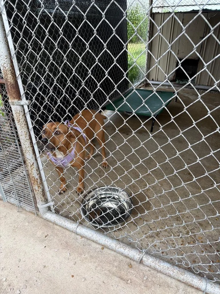 An adult large-sized female Mixed Breed dog named Mary Moo Moo for adoption in Centralia, IL
