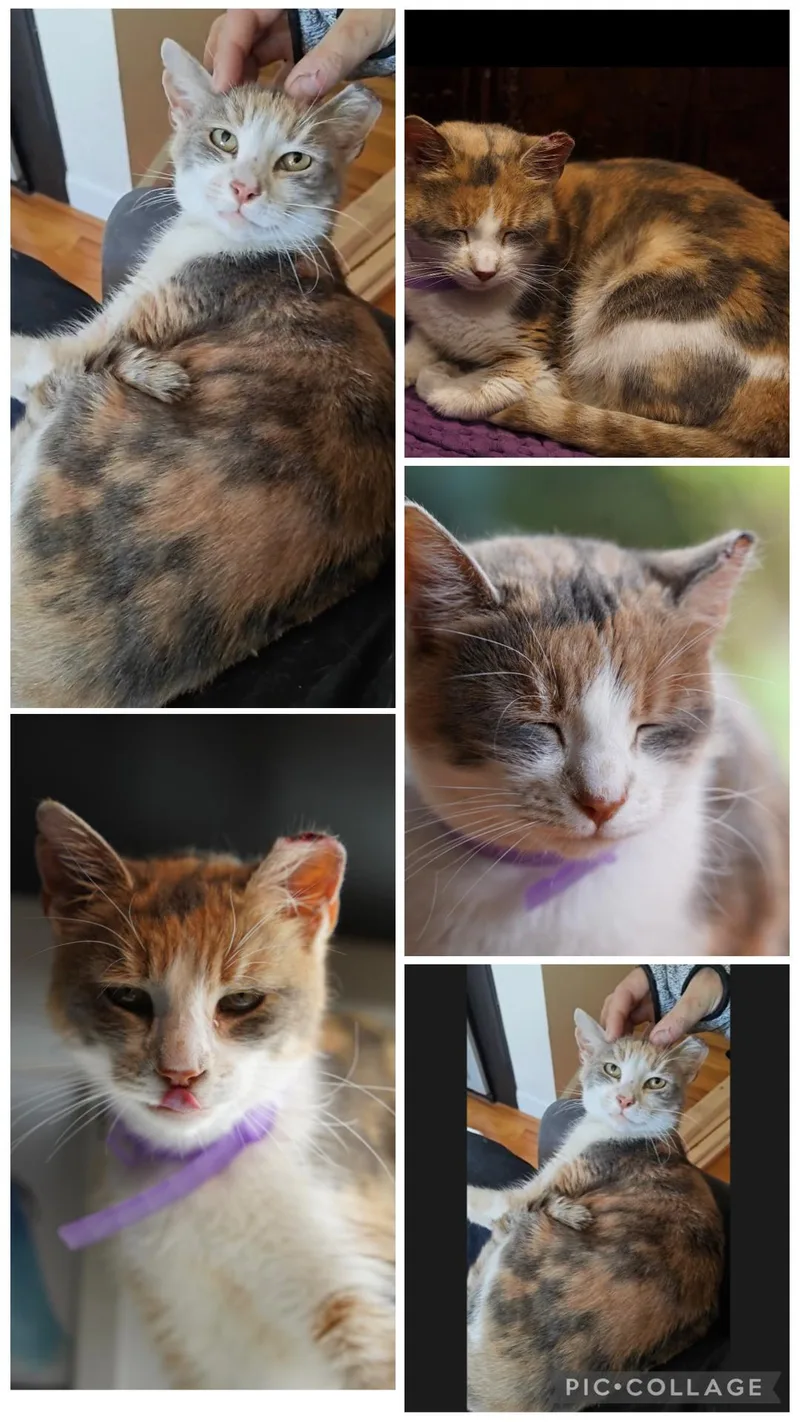 An adult medium-sized female Calico Domestic Short Hair cat named Penelope for adoption in Staten Island, NY