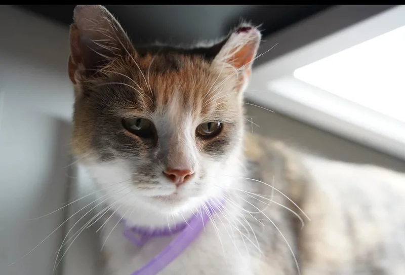Penelope thumbnail 3