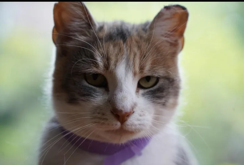 Penelope thumbnail 4