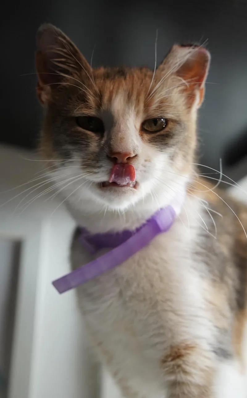Penelope thumbnail 5