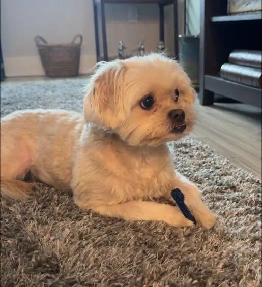 An adult small-sized female Shih poo dog named Zoe for adoption in Matthews, NC