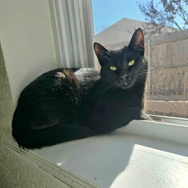 A young medium-sized female Black Domestic Short Hair cat named Leti for adoption in Warr Acres, OK