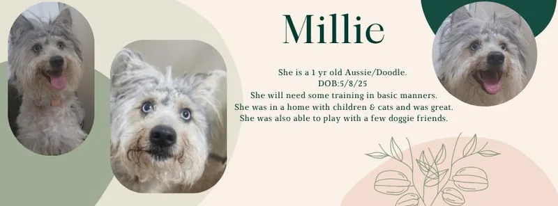 A young small-sized female Merle (Blue) Aussiedoodle dog named Millie for adoption in Tama, IA