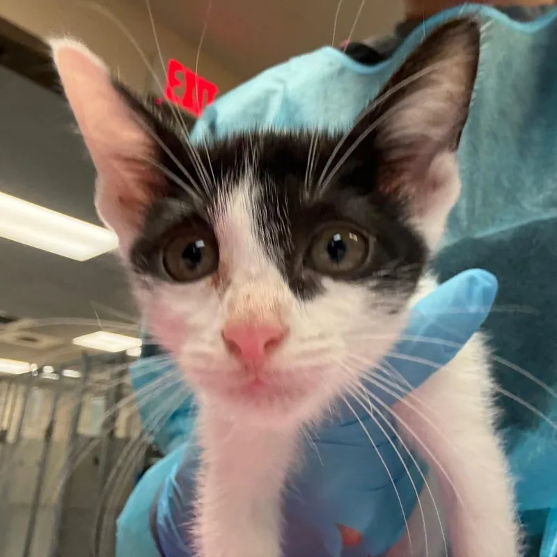 A baby small-sized female Black Domestic Short Hair cat named Wildflower w Willow for adoption in Flagstaff, AZ