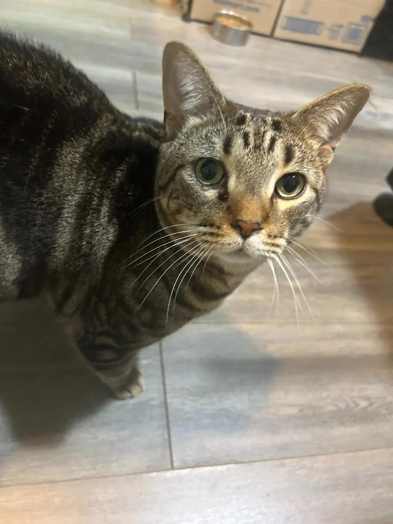 A young medium-sized male Domestic Short Hair cat named Romeo Waffle for adoption in Rome, GA