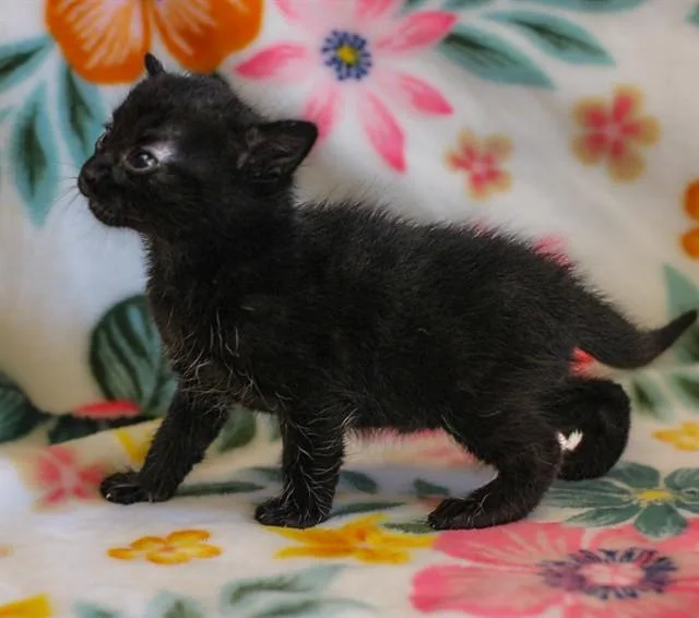 A baby small-sized male Domestic Short Hair cat named Dipper for adoption in Riverside, CA