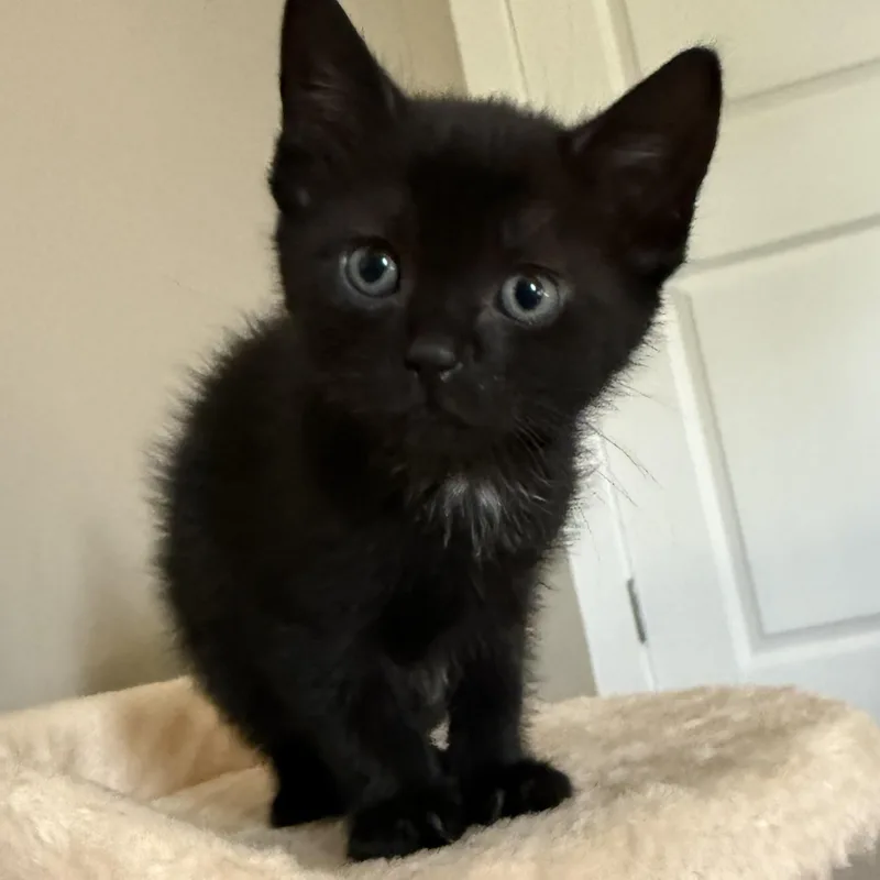 A baby medium-sized female Black Domestic Short Hair cat named Maggie for adoption in Ontario, NY