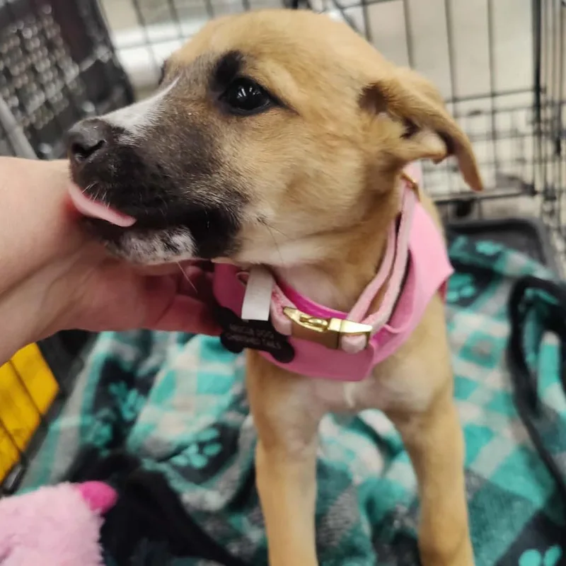 A baby medium-sized female Golden Hound dog named Lucy for adoption in Marana, AZ