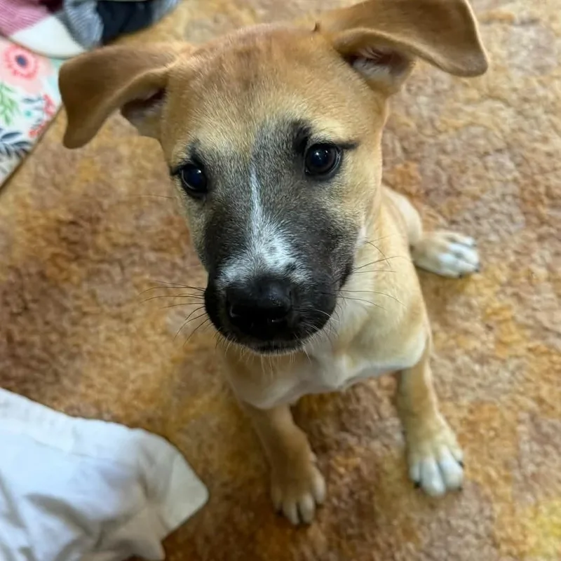 Lucy thumbnail 3