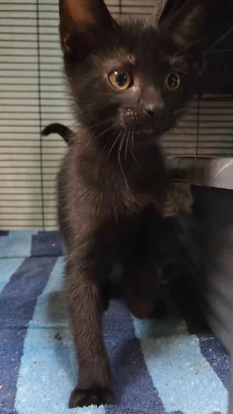 A baby medium-sized female Black Domestic Short Hair cat named Cypress for adoption in Charleston, SC