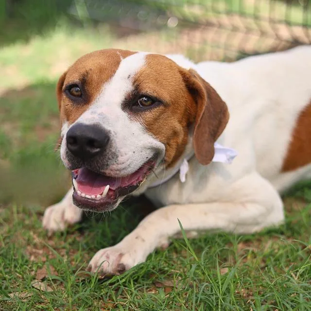 A young medium-sized male American Staffordshire Terrier dog named Buckey for adoption in San Antonio, TX