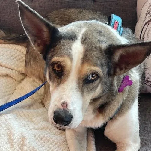 An adult large-sized female Brown / Chocolate Cattle Dog dog named Talula for adoption in Crystal, MN