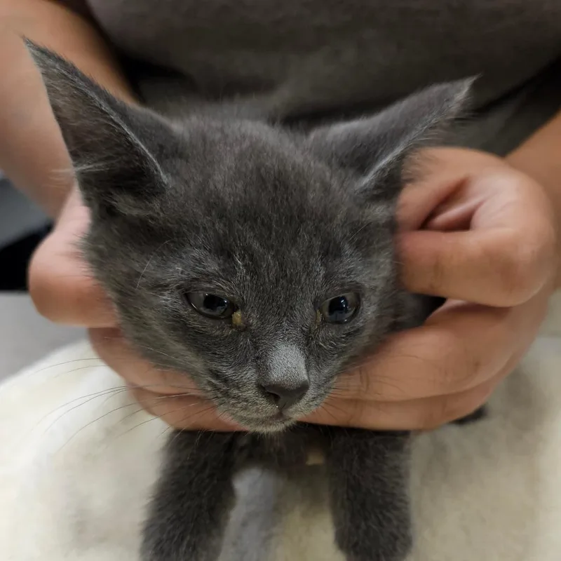 A baby small-sized male Gray / Blue / Silver Domestic Short Hair cat named Smokey for adoption in Lake Panasoffkee, FL