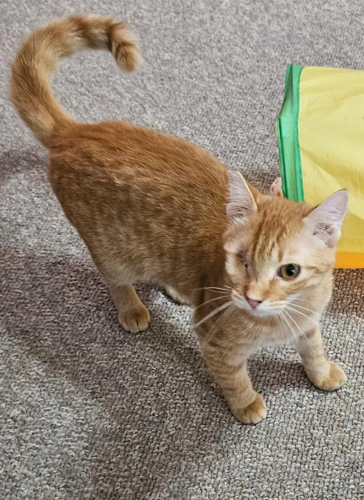 Jalapeño Cheddar thumbnail 2